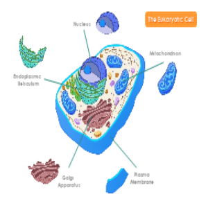 Eukaryotic Cell thumb